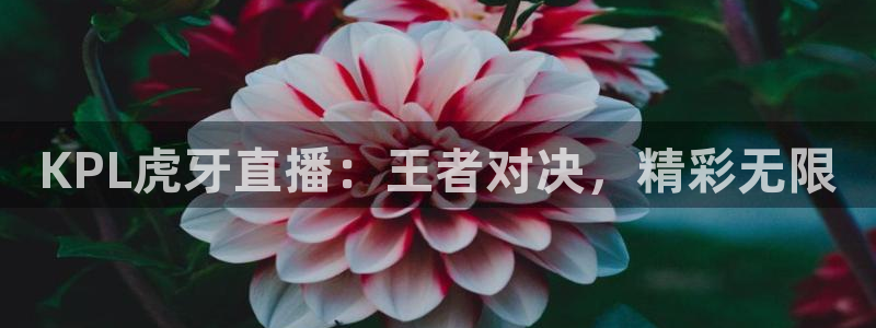 劲爆体育直播观看